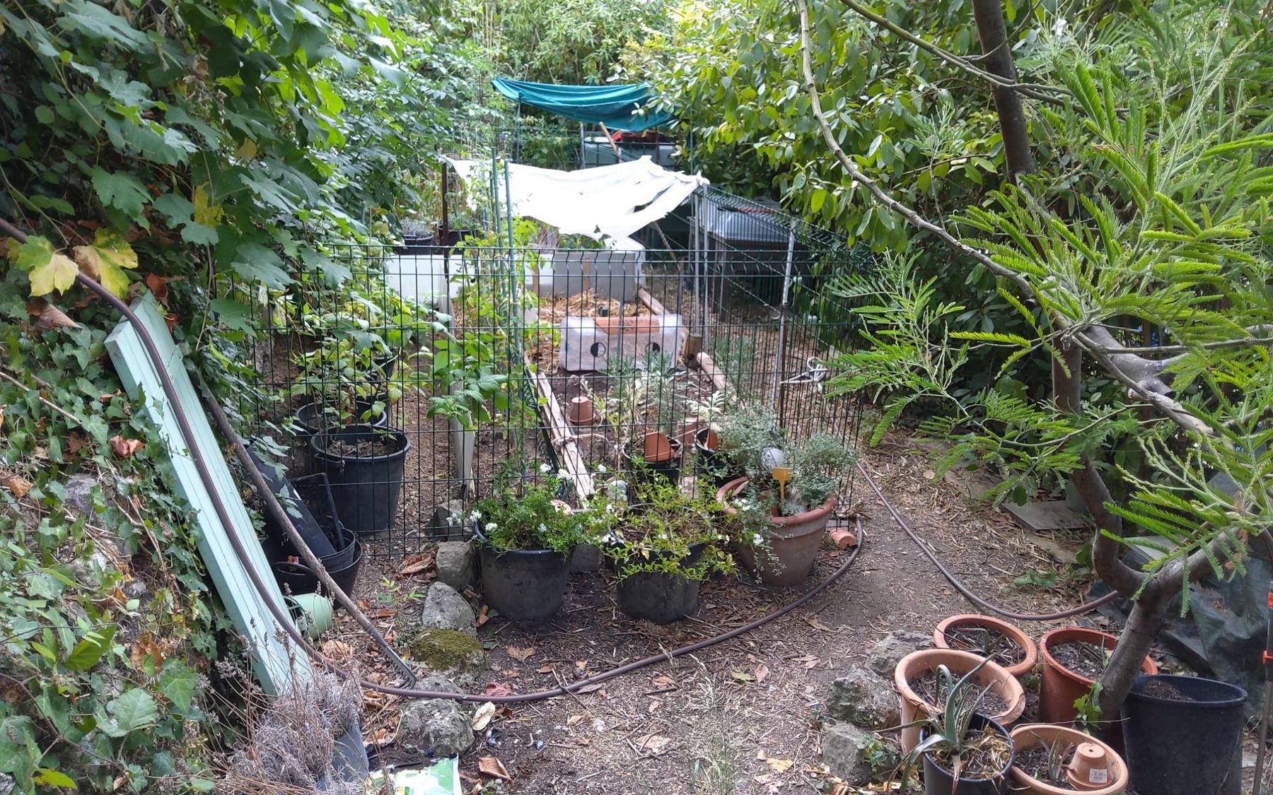 Potager existant dans le terrain de Villa La Treille à Grasse
